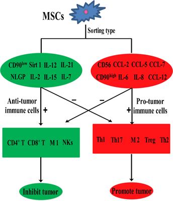 MSCs can be a double-edged sword in tumorigenesis
